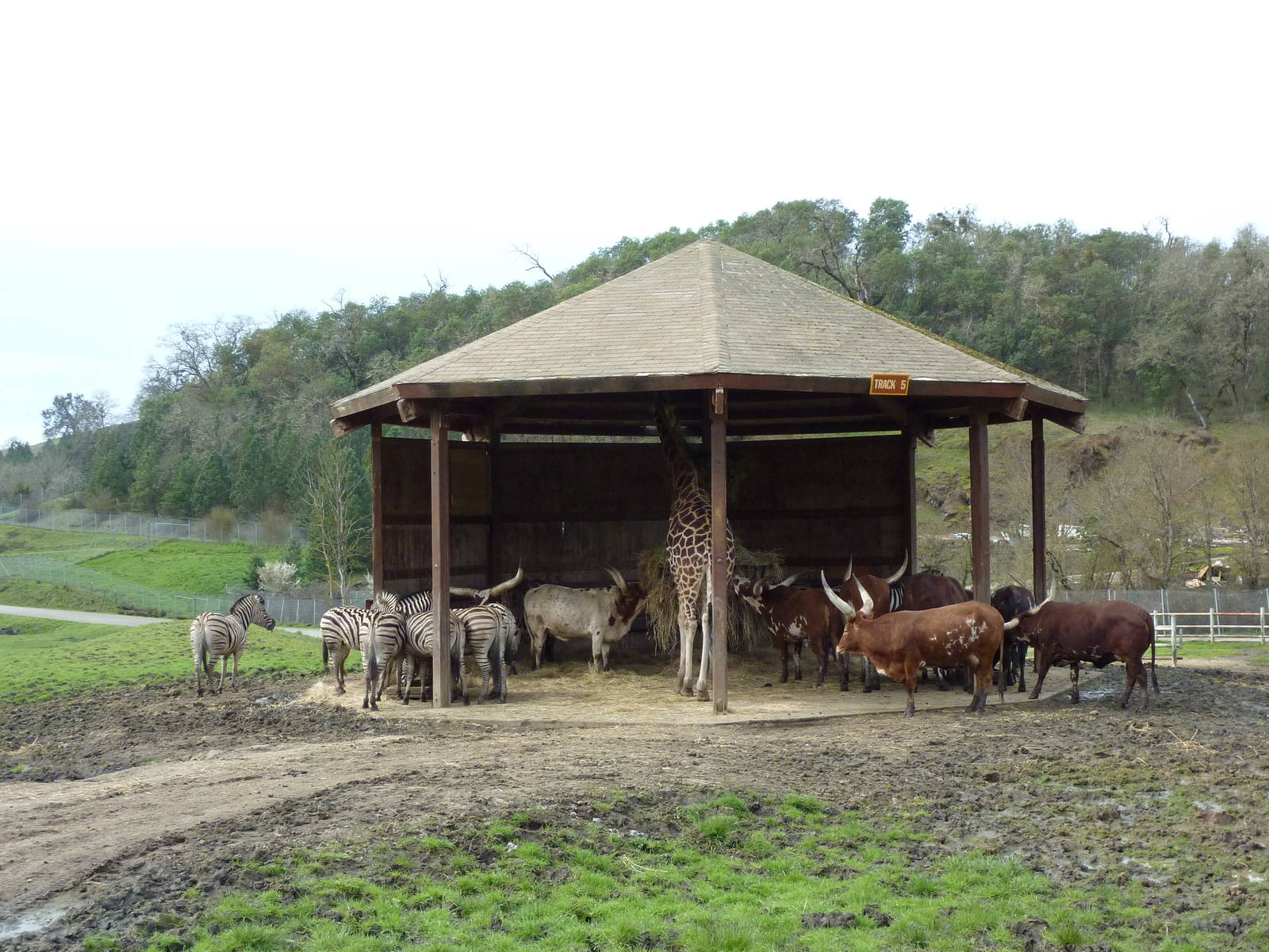 African Area -Feeding Shelter