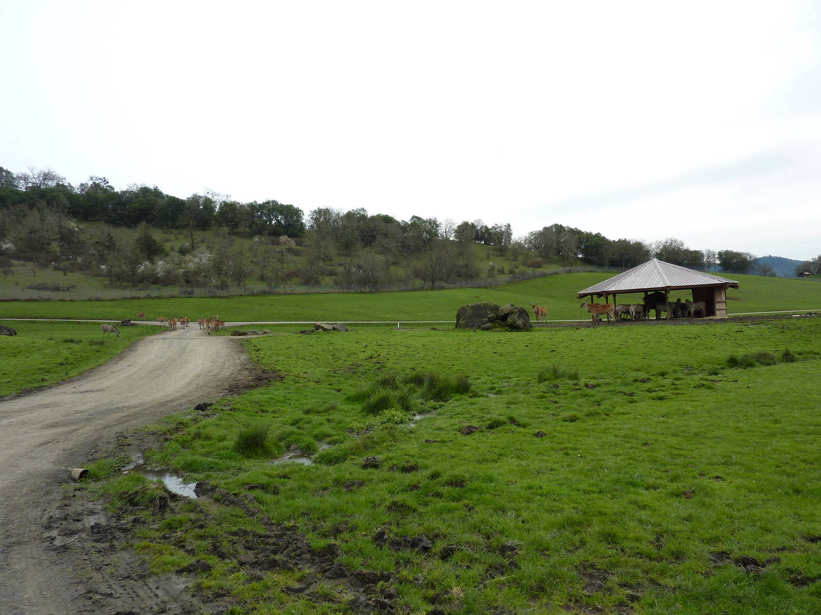 African Area - Feeding Shelter