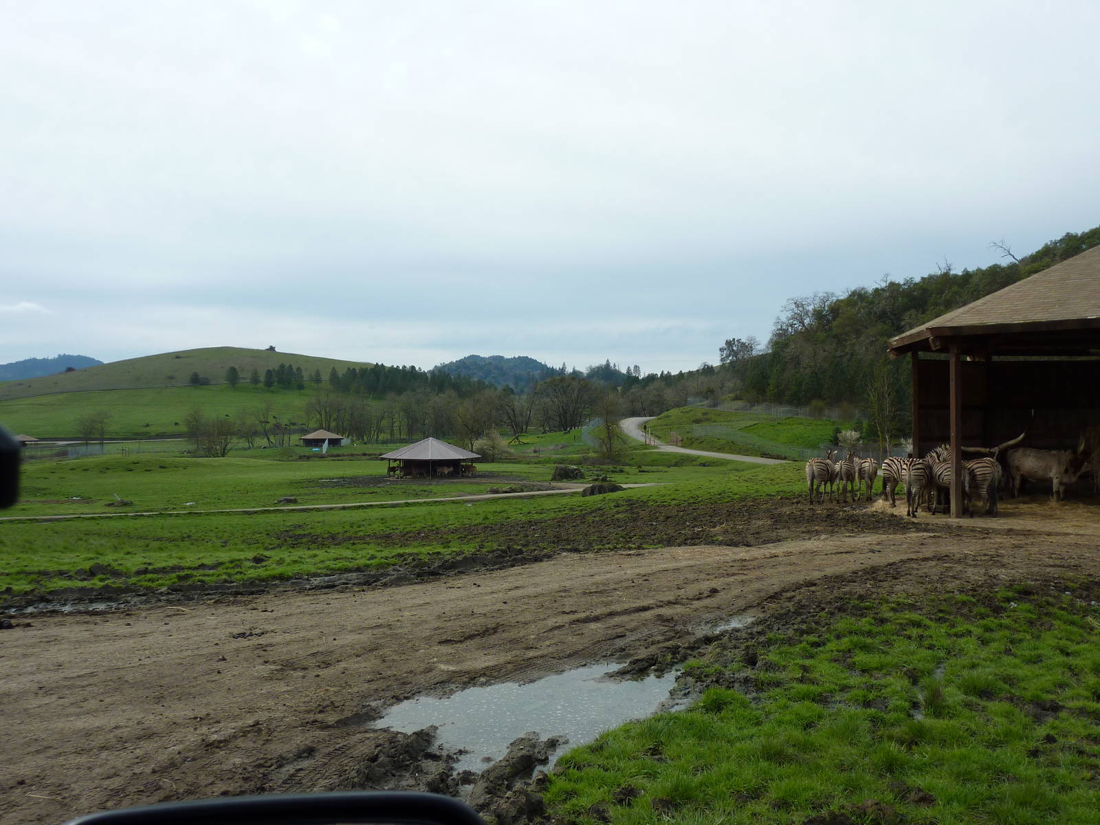 African Area -Feeding Shelters