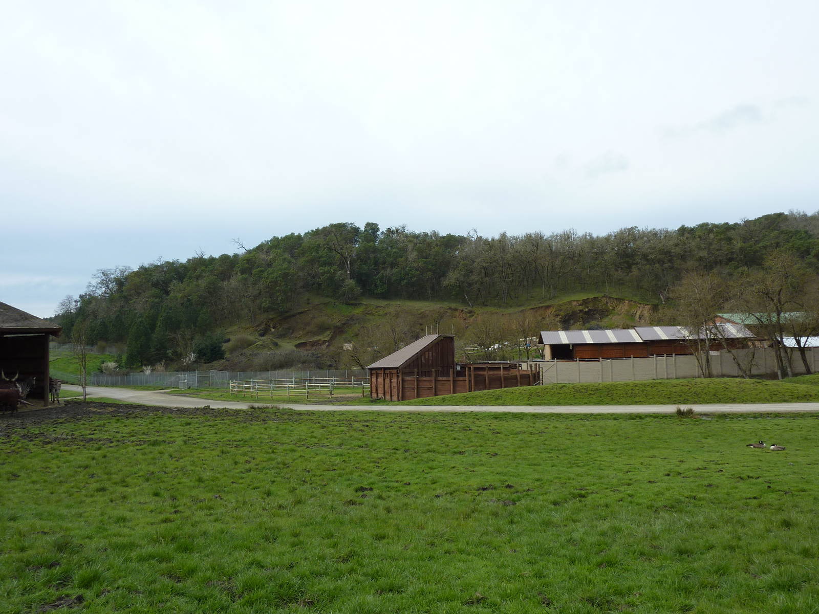 African Area -Giraffe Barn