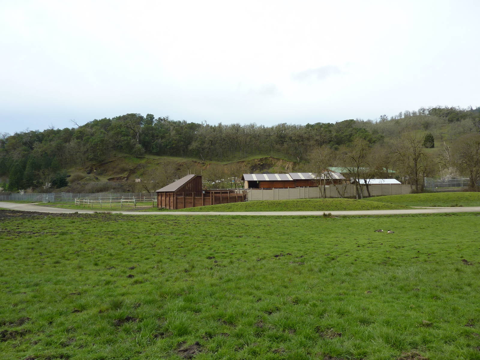 African Area -Giraffe Barn