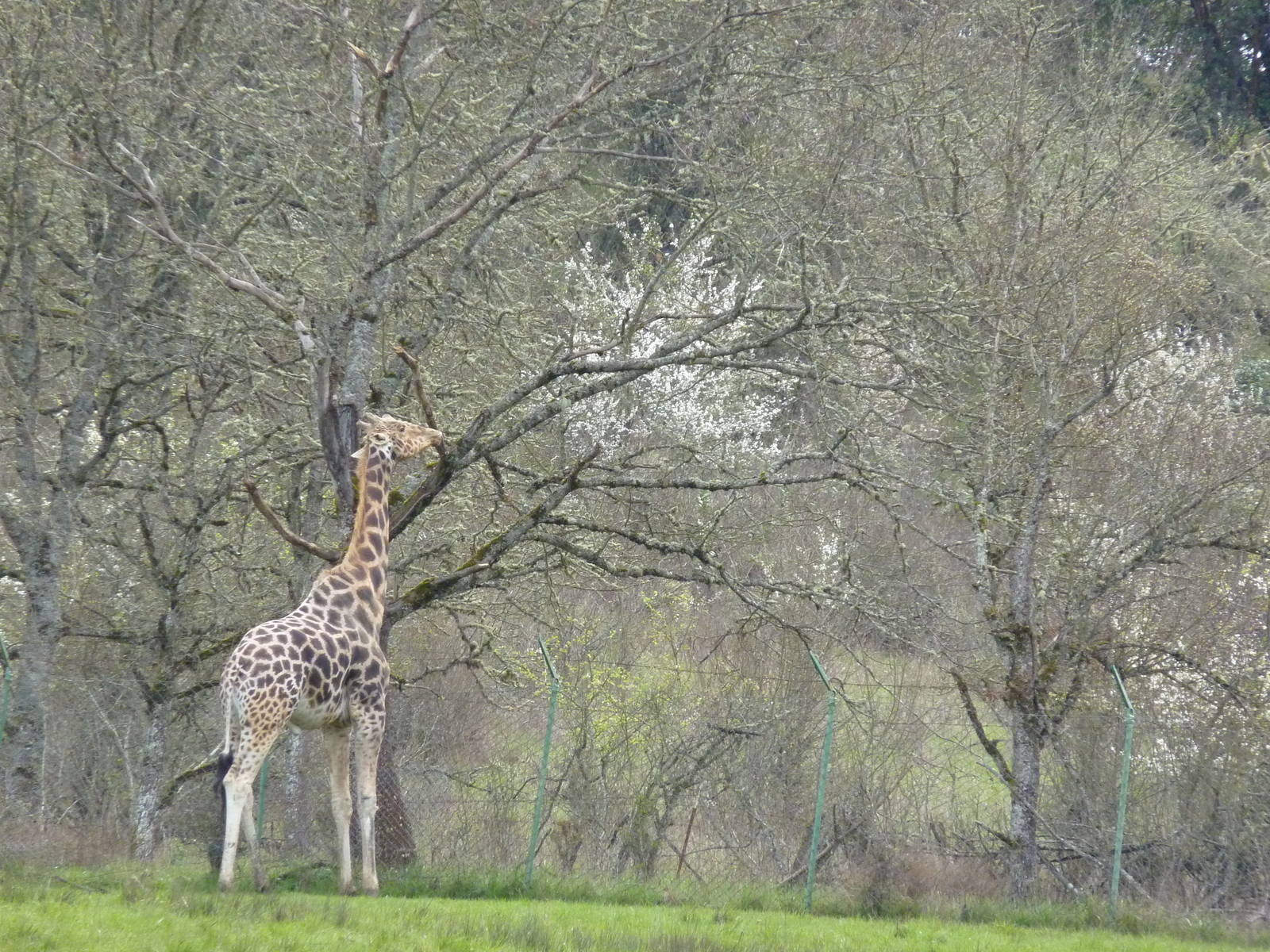 African Area - Giraffe