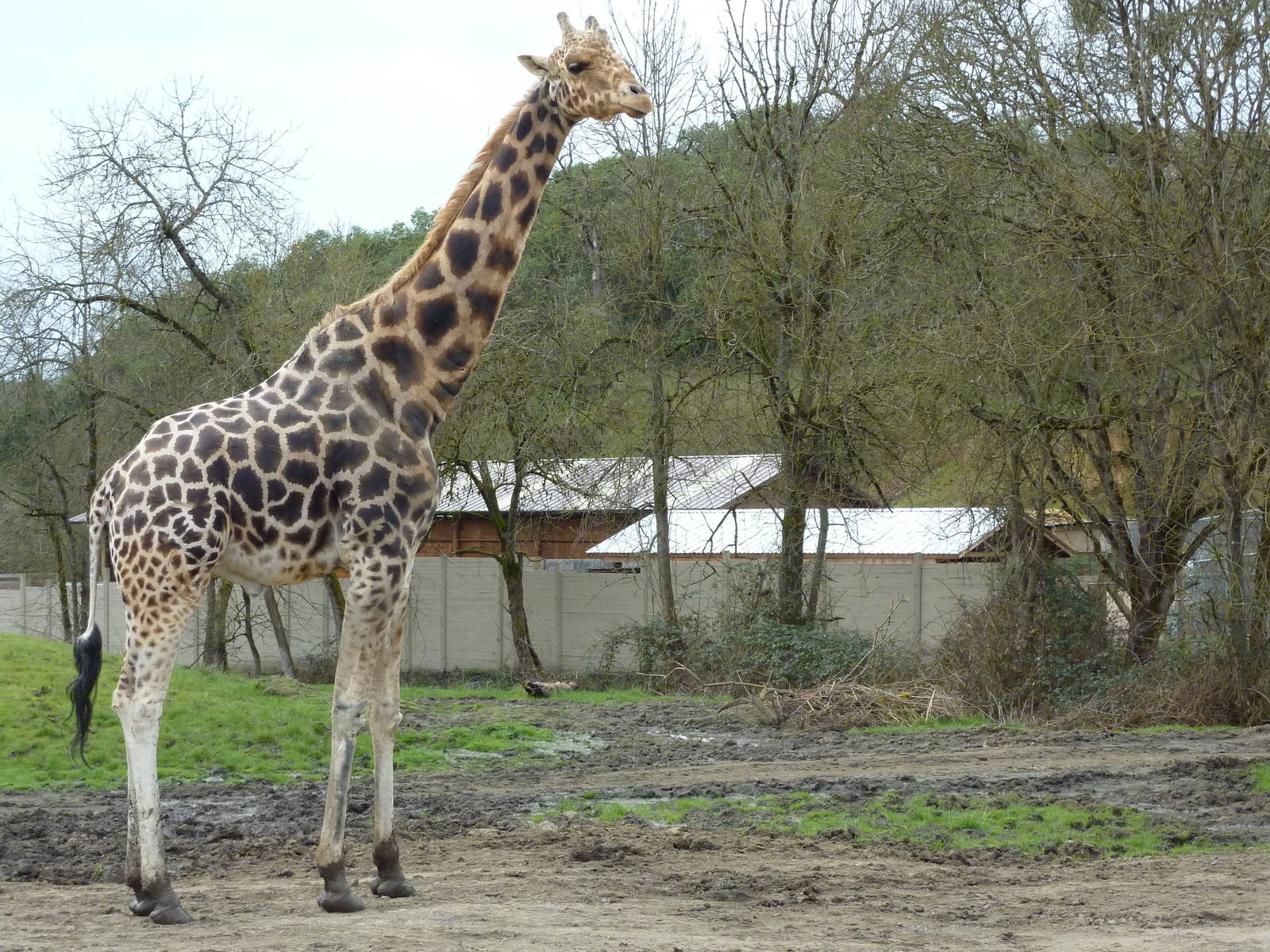 African Area - Giraffe