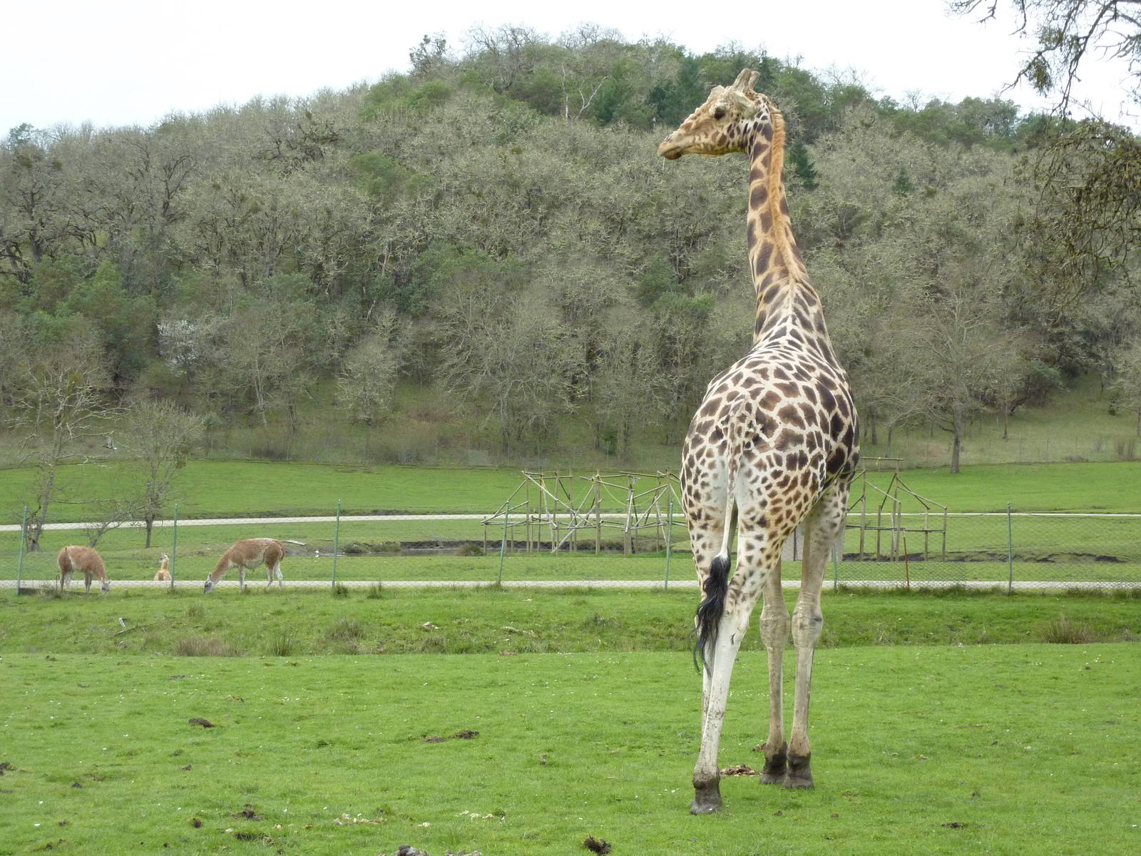African Area - Giraffe