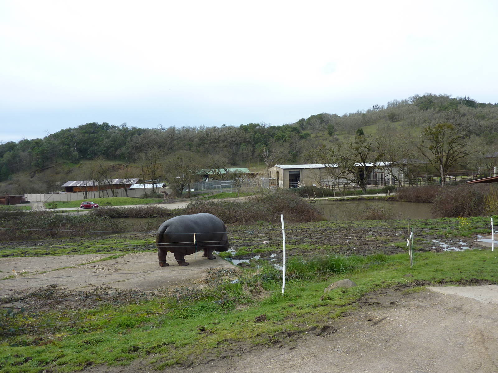 African Area - Hippo Enclosure