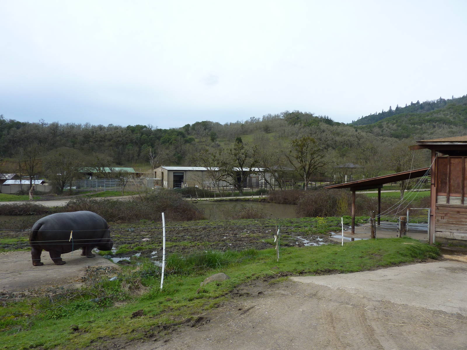 African Area - Hippo Enclosure