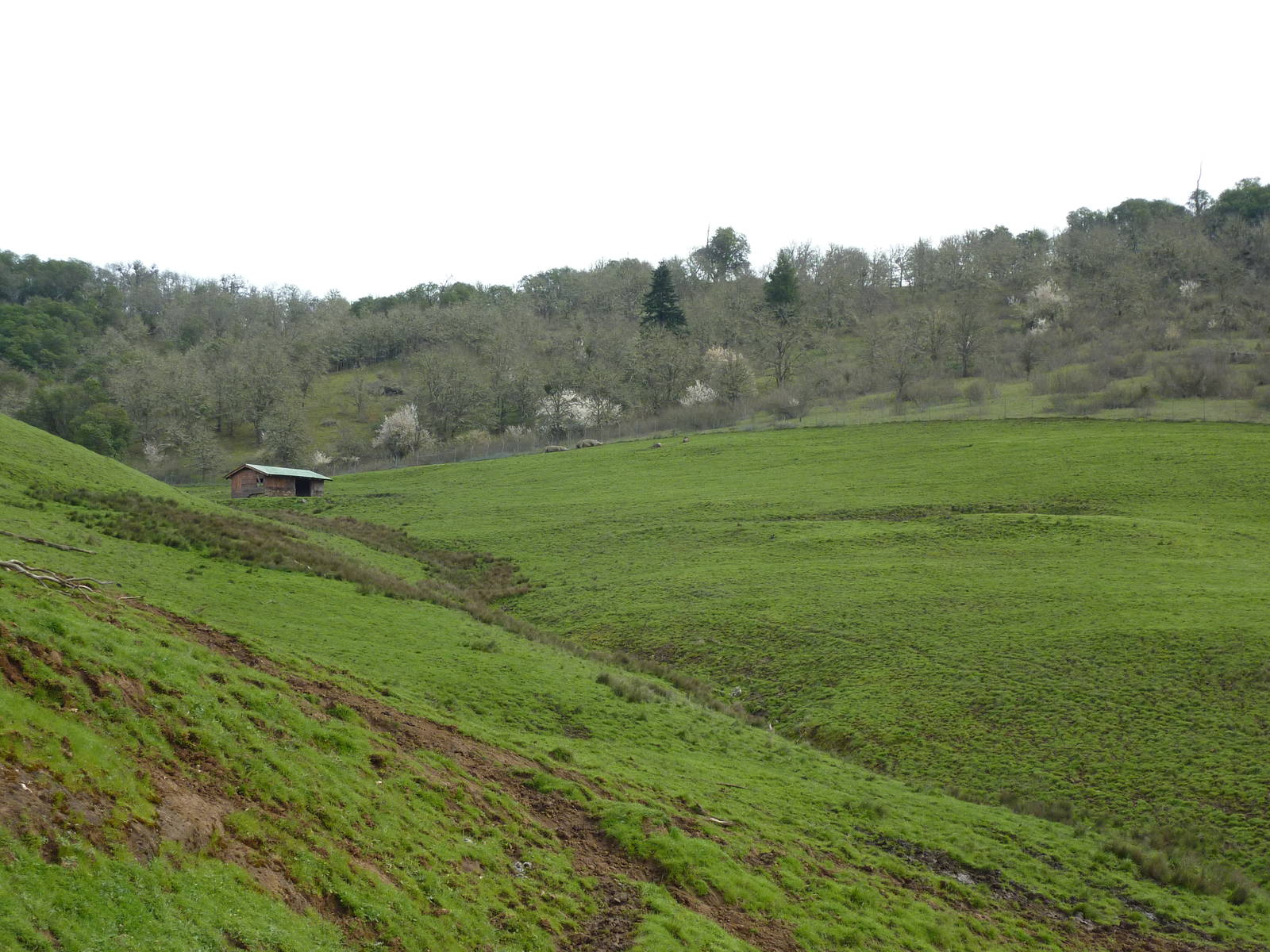 African Area - White Rhinos + Wildebeest