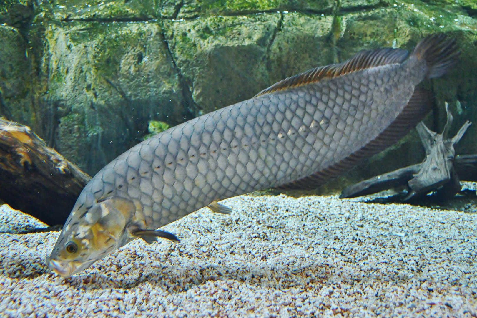 African Arowana (Heterotis niloticus)