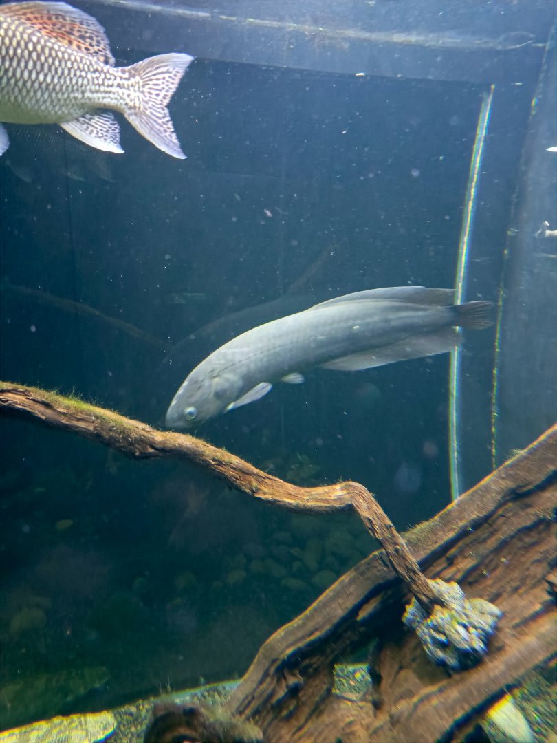 African Arowana (Heterotis niloticus)