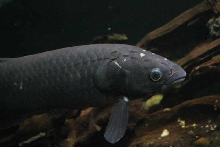 African arowana (Heterotis niloticus)