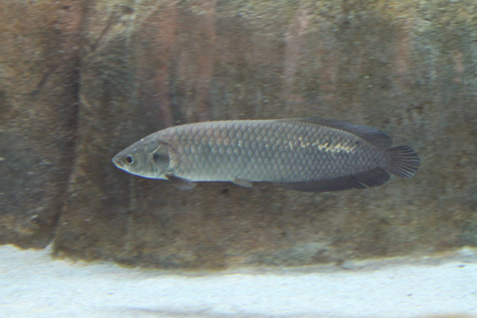 African Arowana