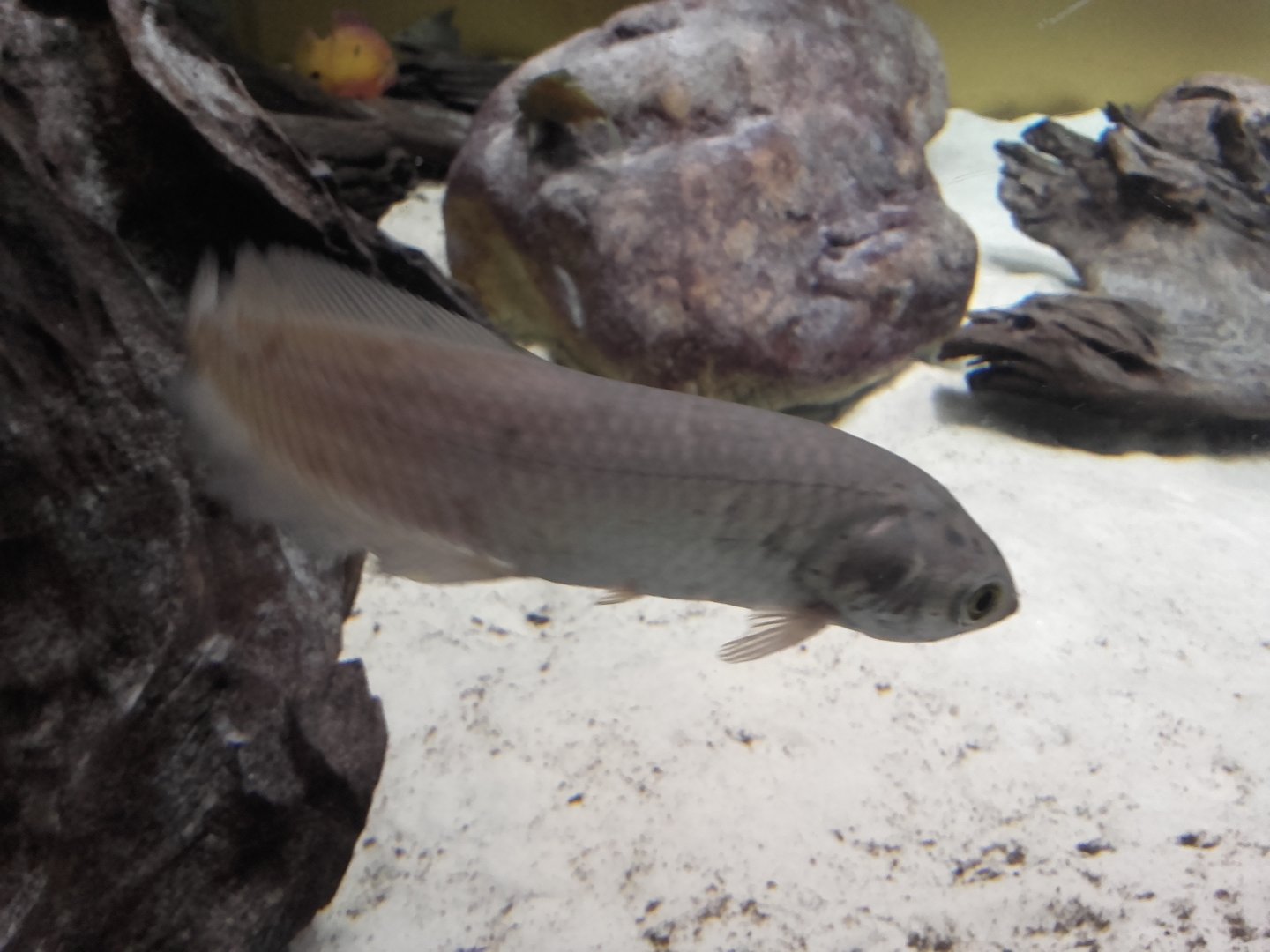African arowana