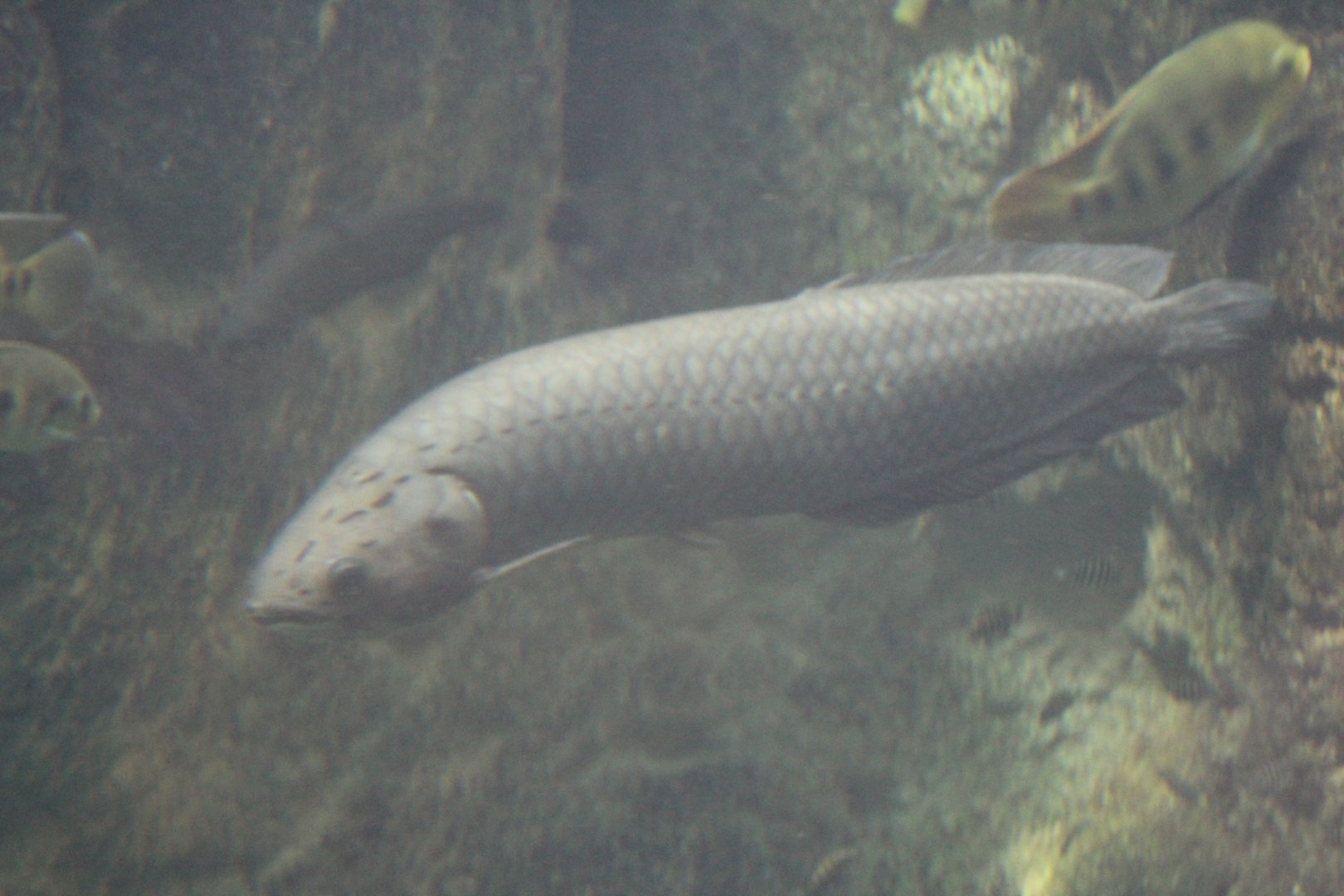 African Arowana