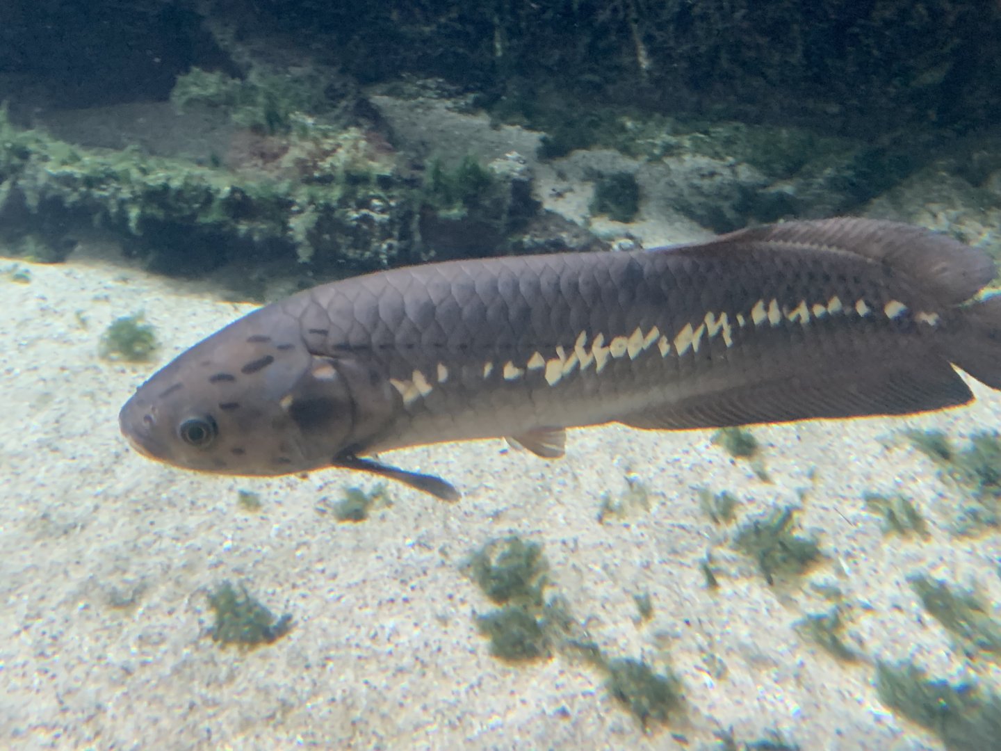 African arowana
