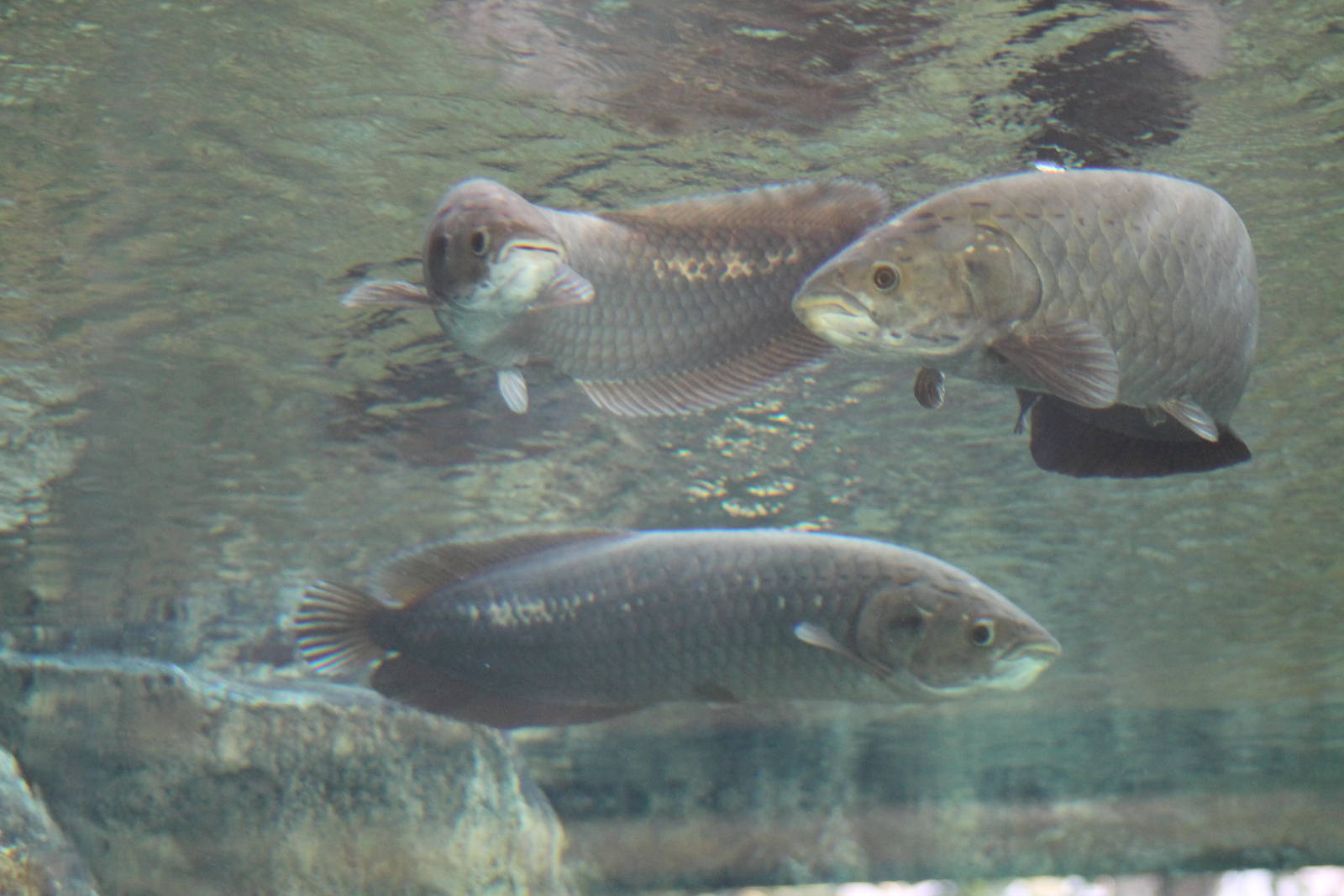 African arowanas (Heterotis niloticus)