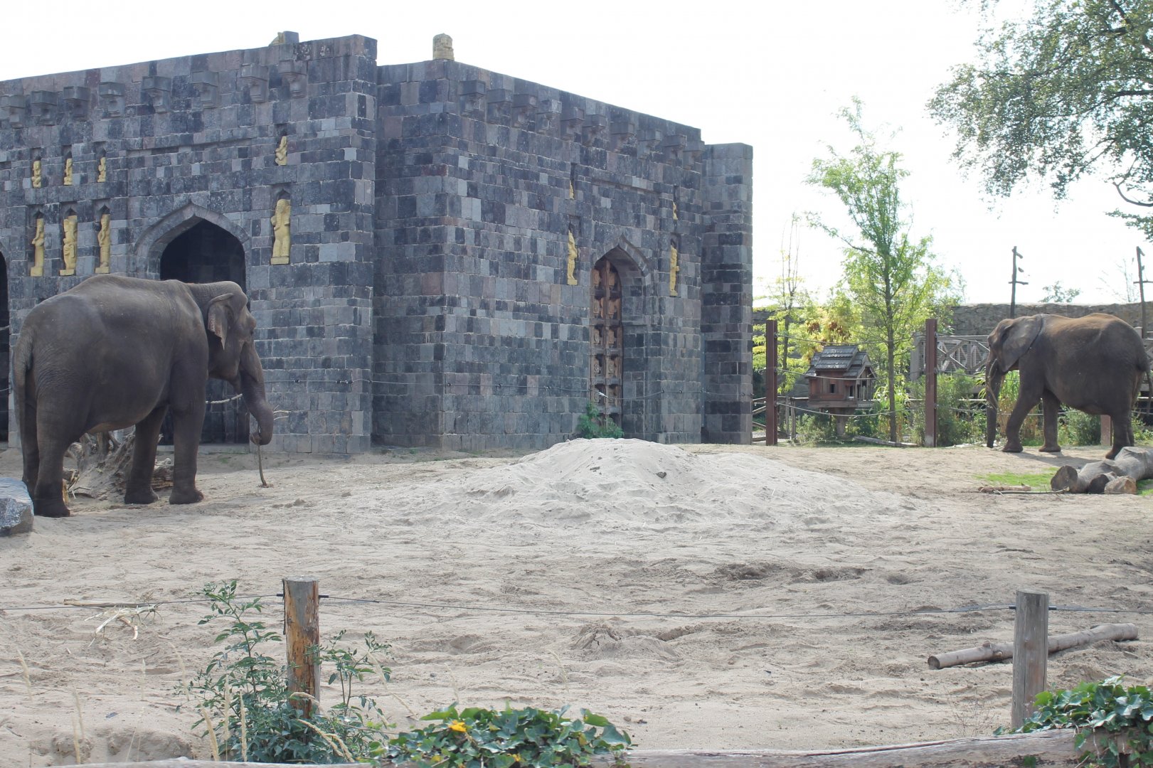 African - Asian elephant enclosure