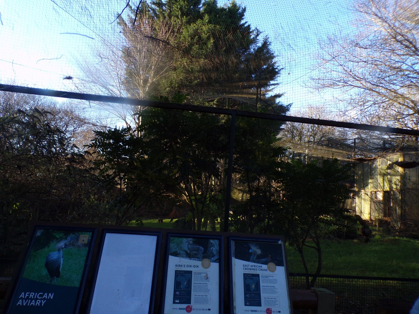 African aviary 1.1.24