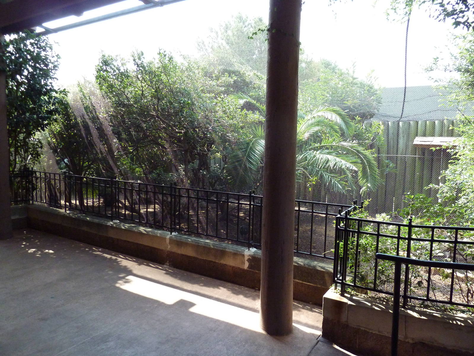 African Aviary (11 Species)