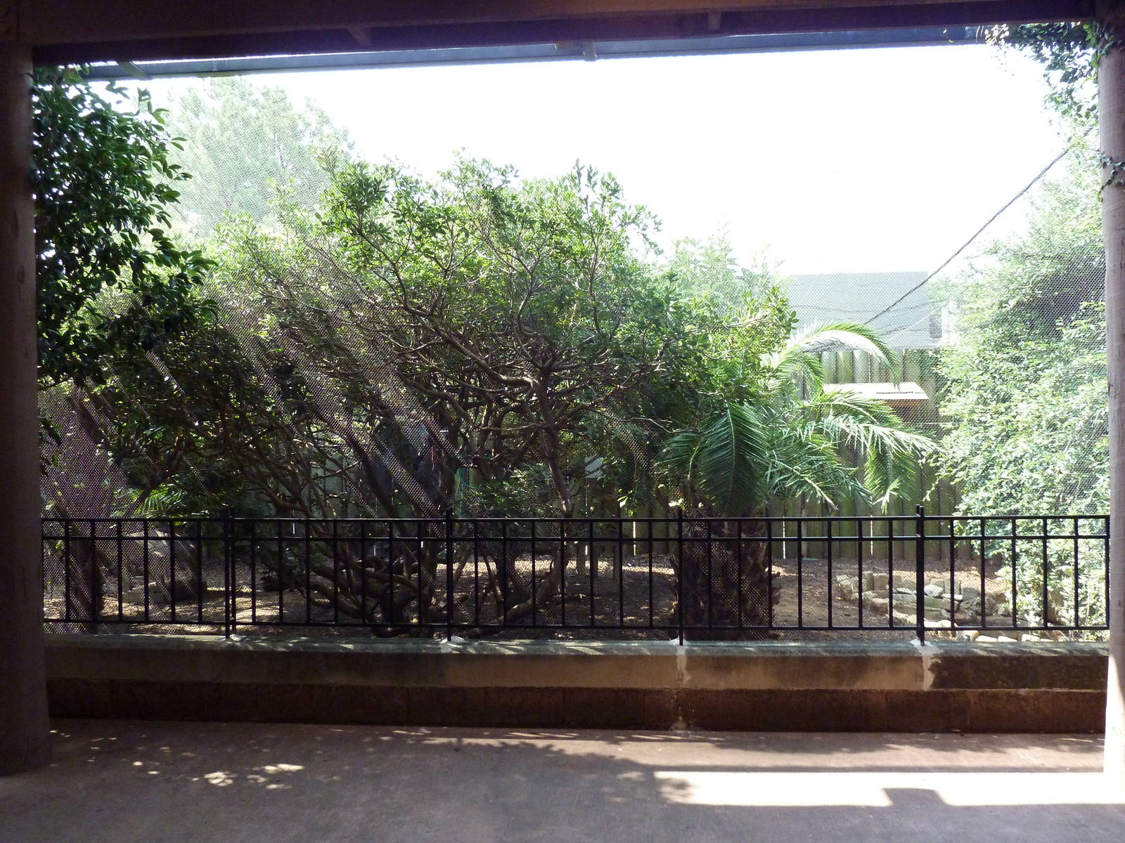 African Aviary (11 Species)