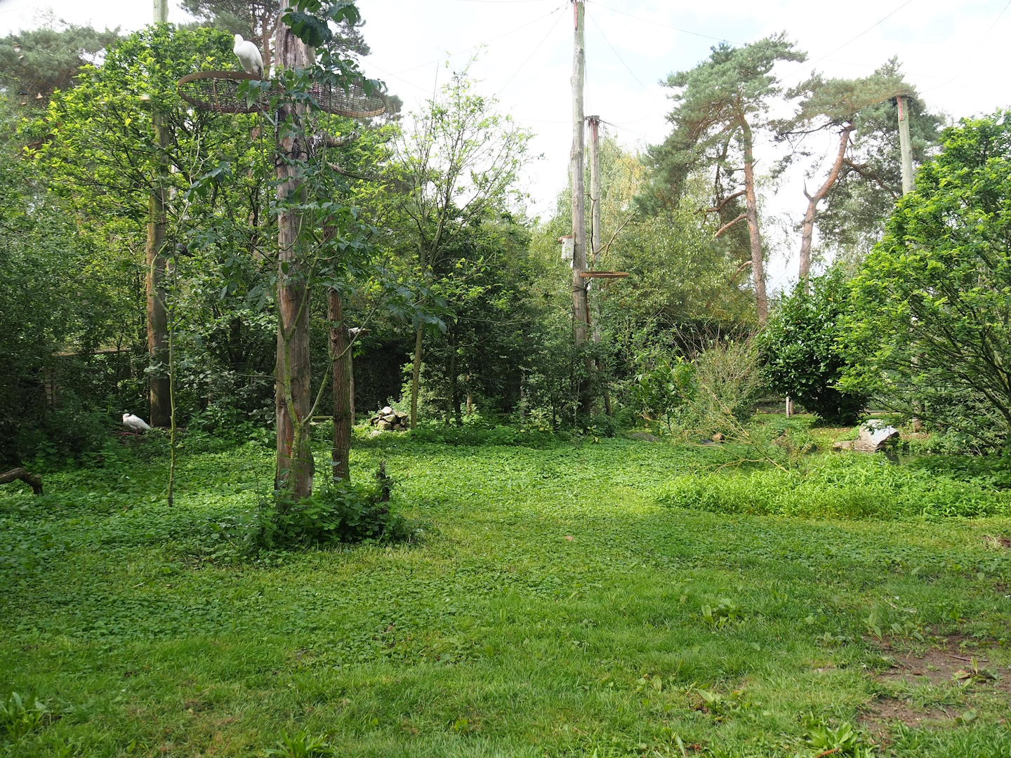 African aviary, 2023-08-15