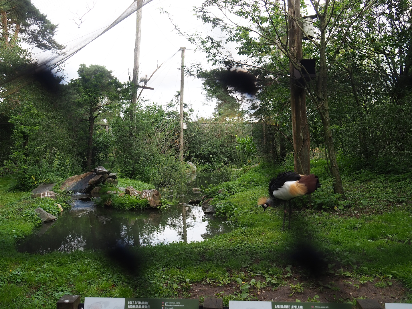 African aviary, 2023-08-15