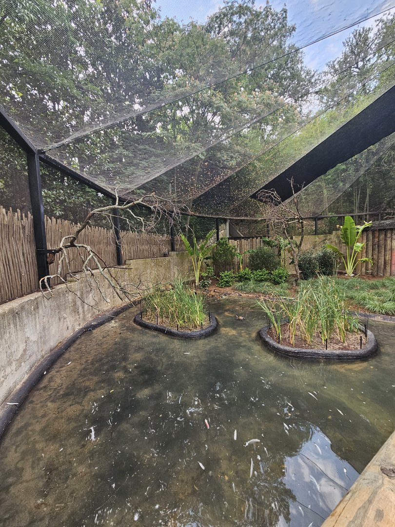 African Aviary 3, also