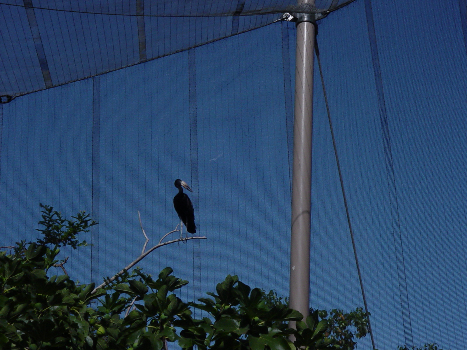 African Aviary - African Open-Billed Stork