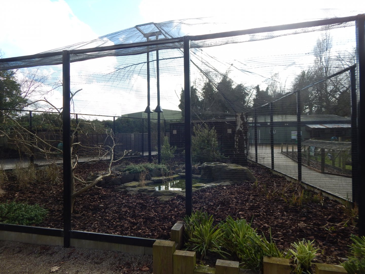 African Aviary - Amethyst starling/Bruce's green pigeon 040324