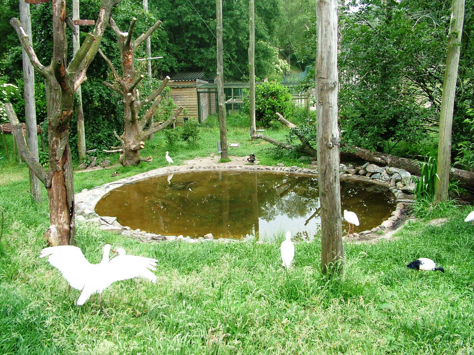 African Aviary at Beekse Bergen, 31/05/12