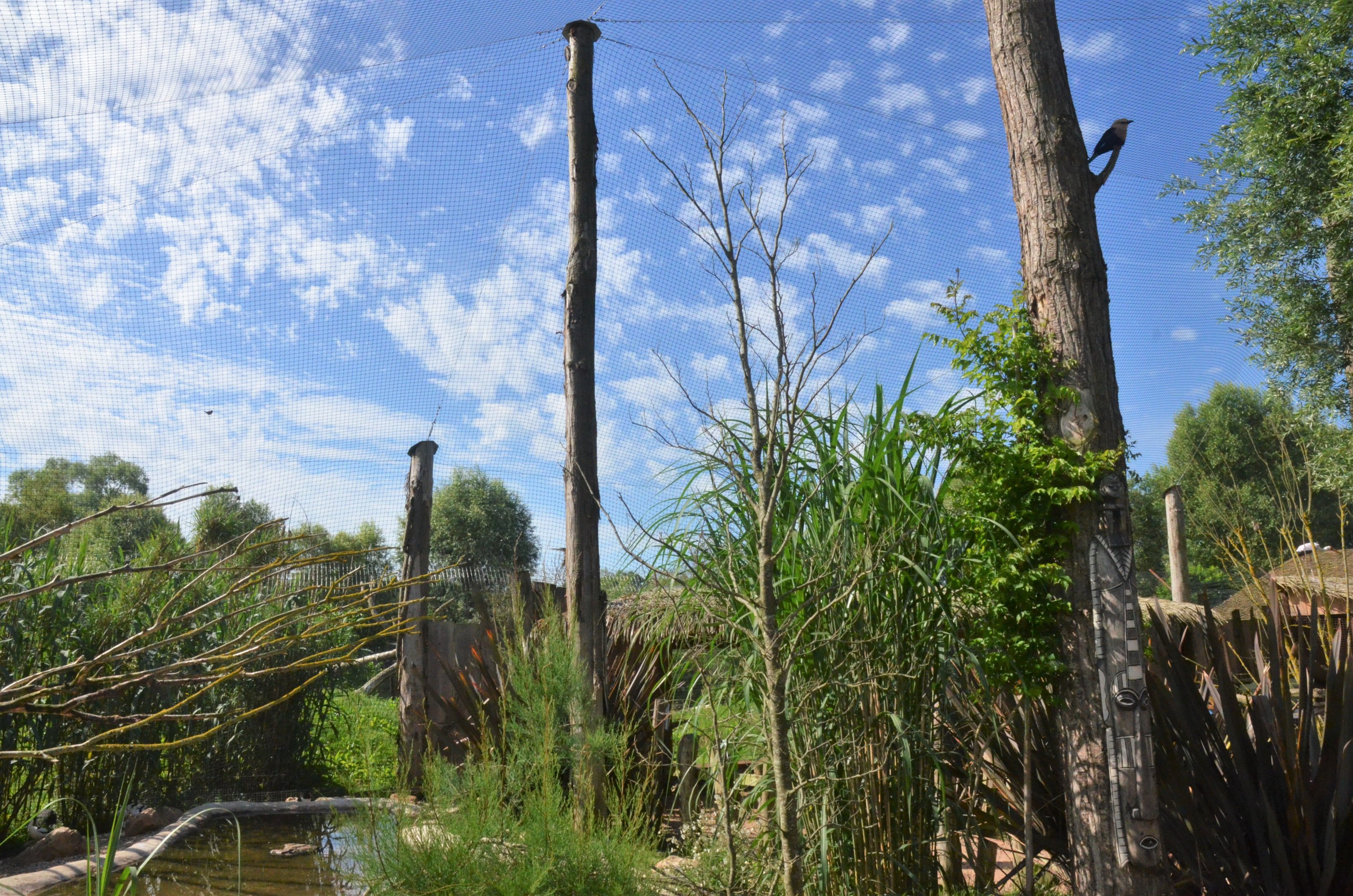 African Aviary at Biotropica, 16/06/18