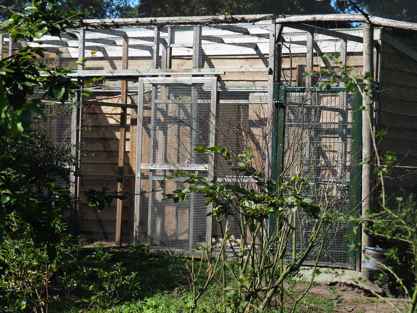 African aviary bird house and separation aviaries, 2019-09-15