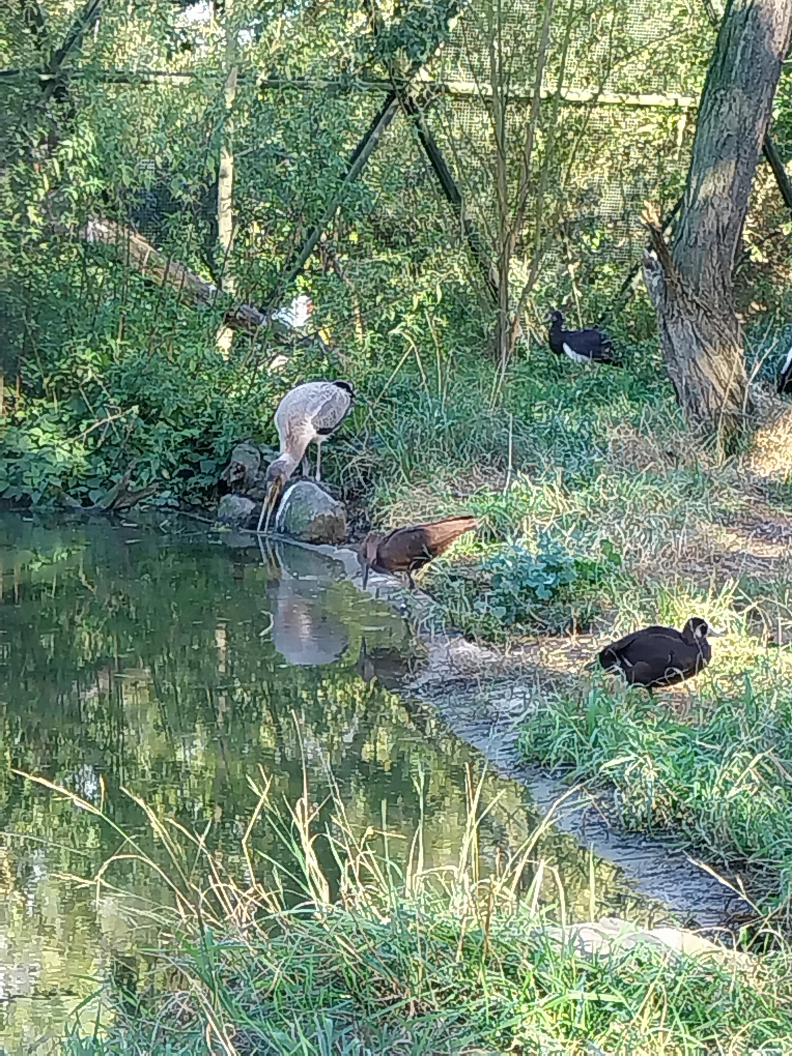 African Aviary - Hadaba ibis (Bostrychia hagedash)