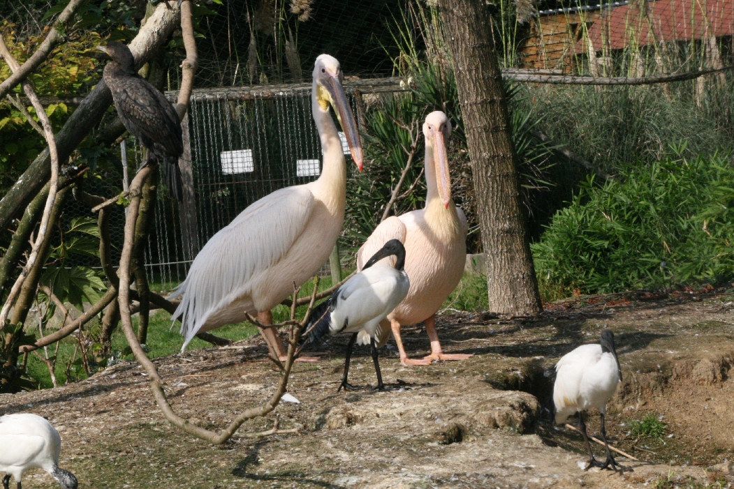 African Aviary Inhabitants