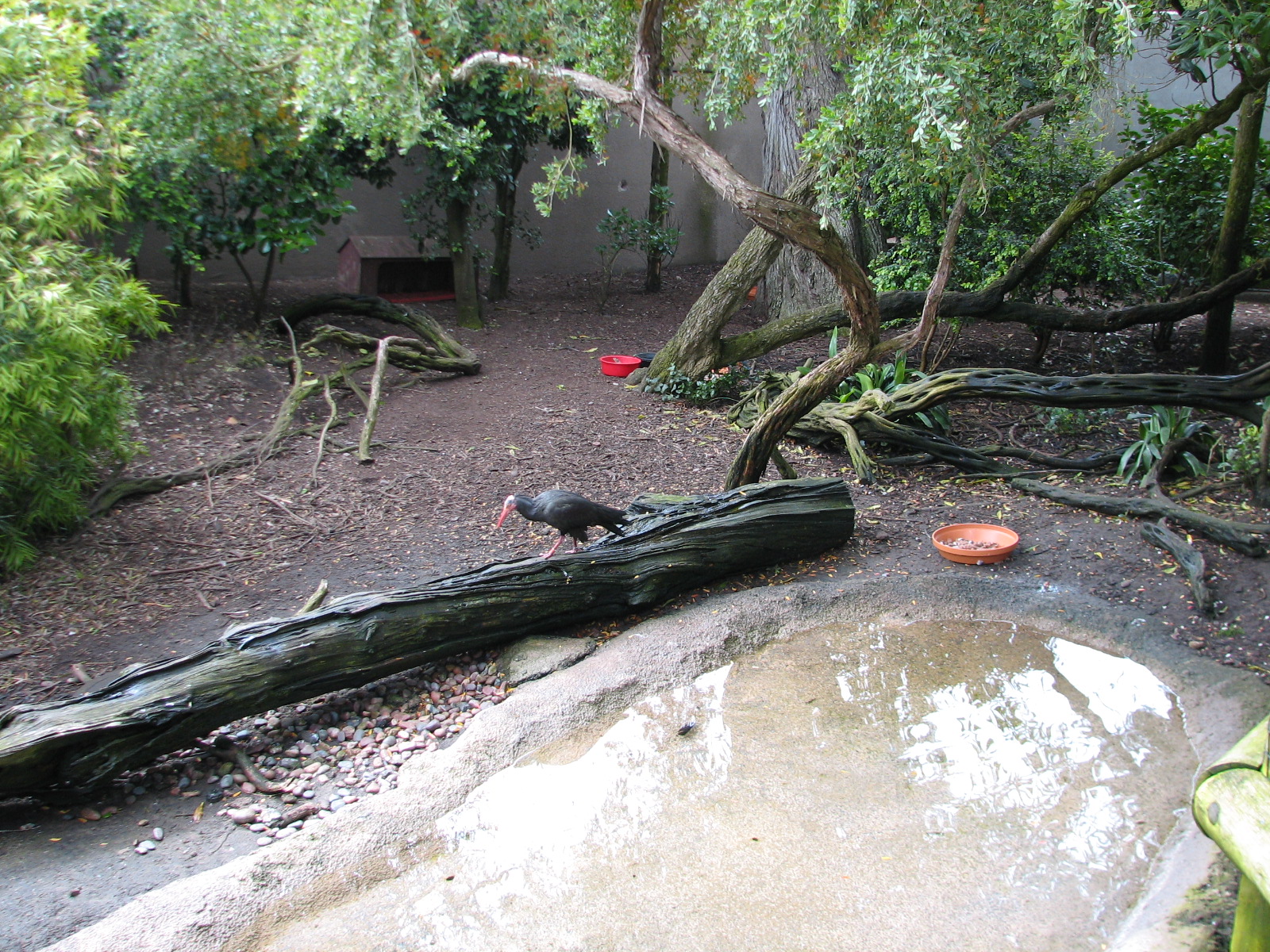 African Aviary - Interior