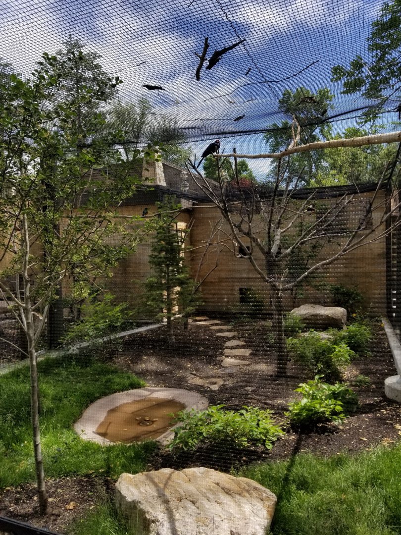 African Aviary, June 2018