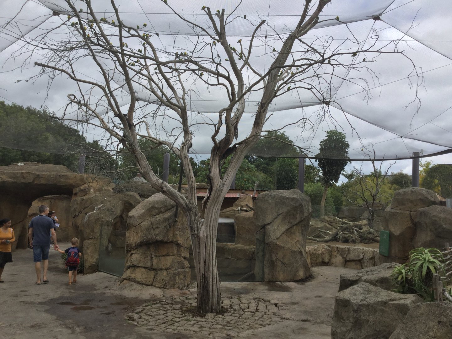 African Aviary - Masked Lovebirds