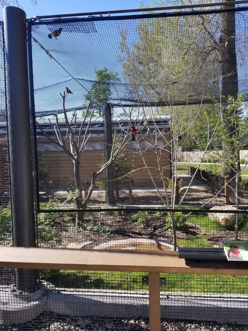 African Aviary, May 2018
