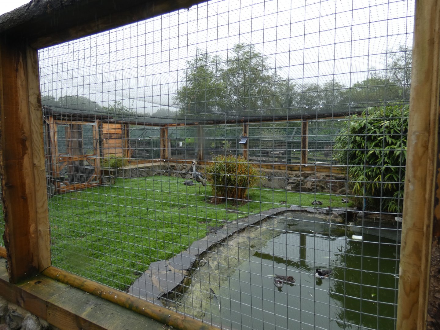 African aviary (Pen-y-cae Inn Zoo)