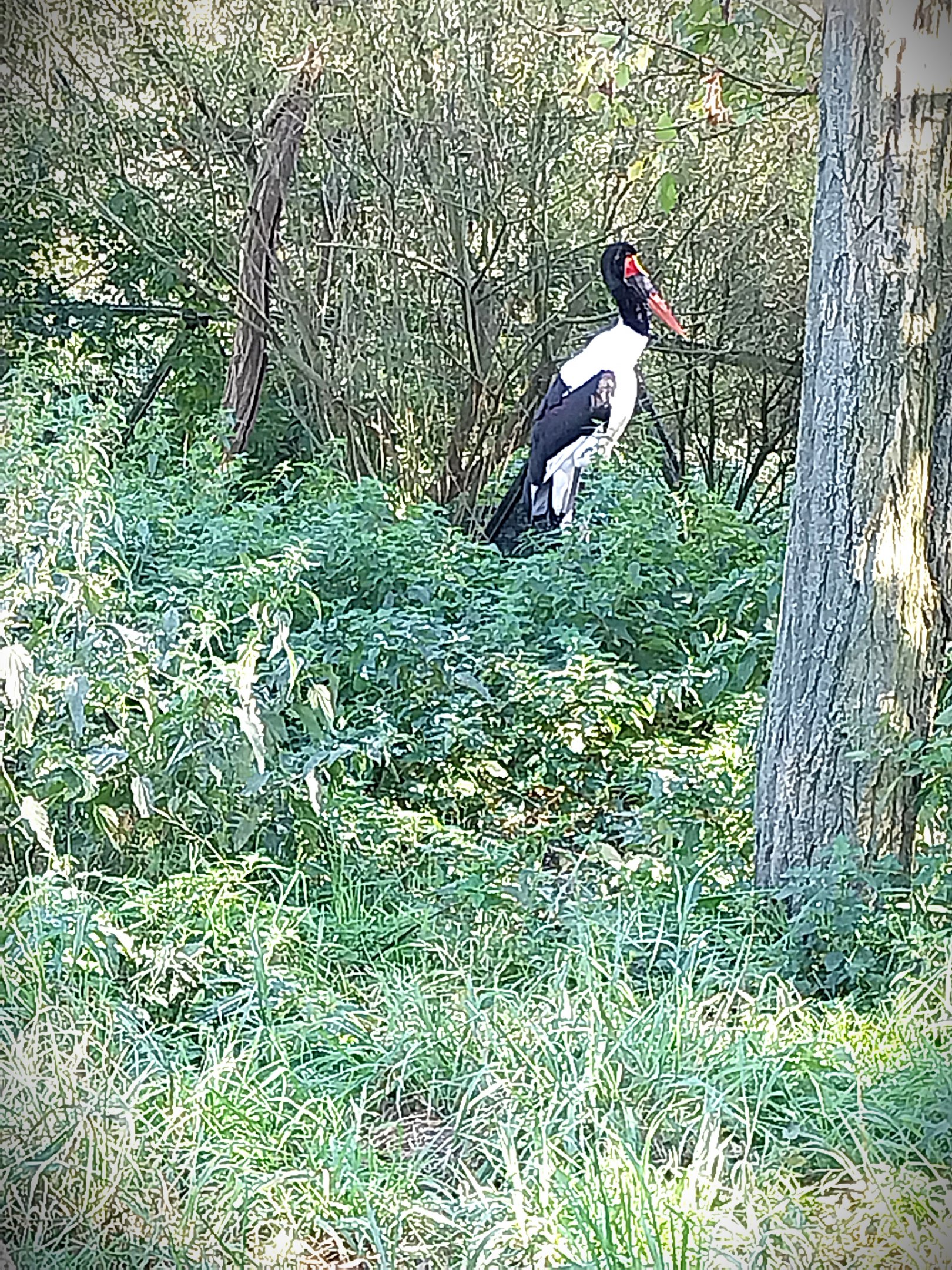 African Aviary - Saddle-billed stork (Ephippiorhynchus senegalensis)