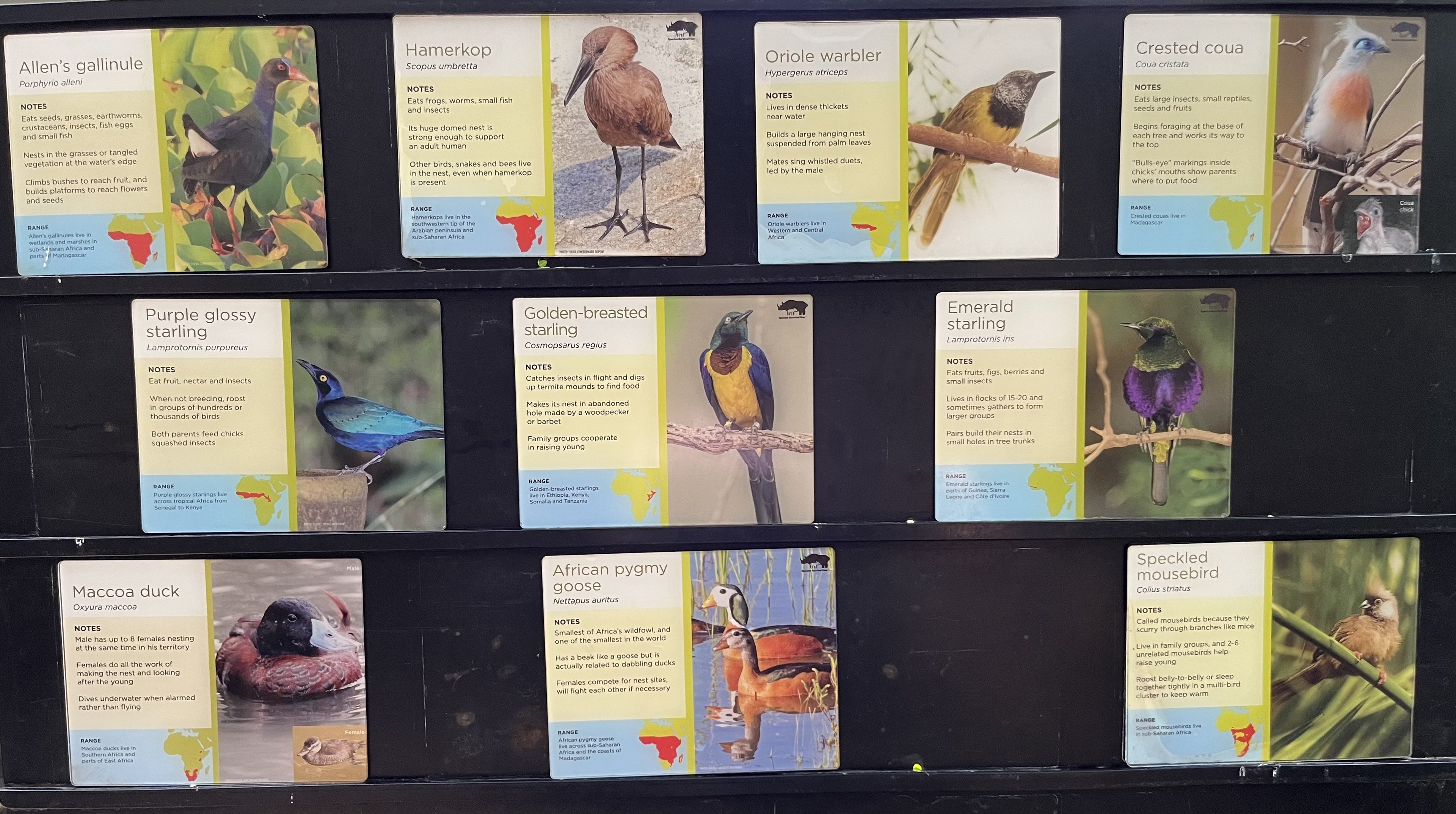 African Aviary - species list