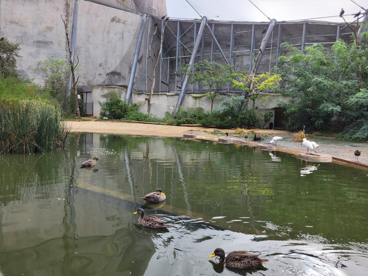 African aviary view -Parc Zoologique de Paris (2022)
