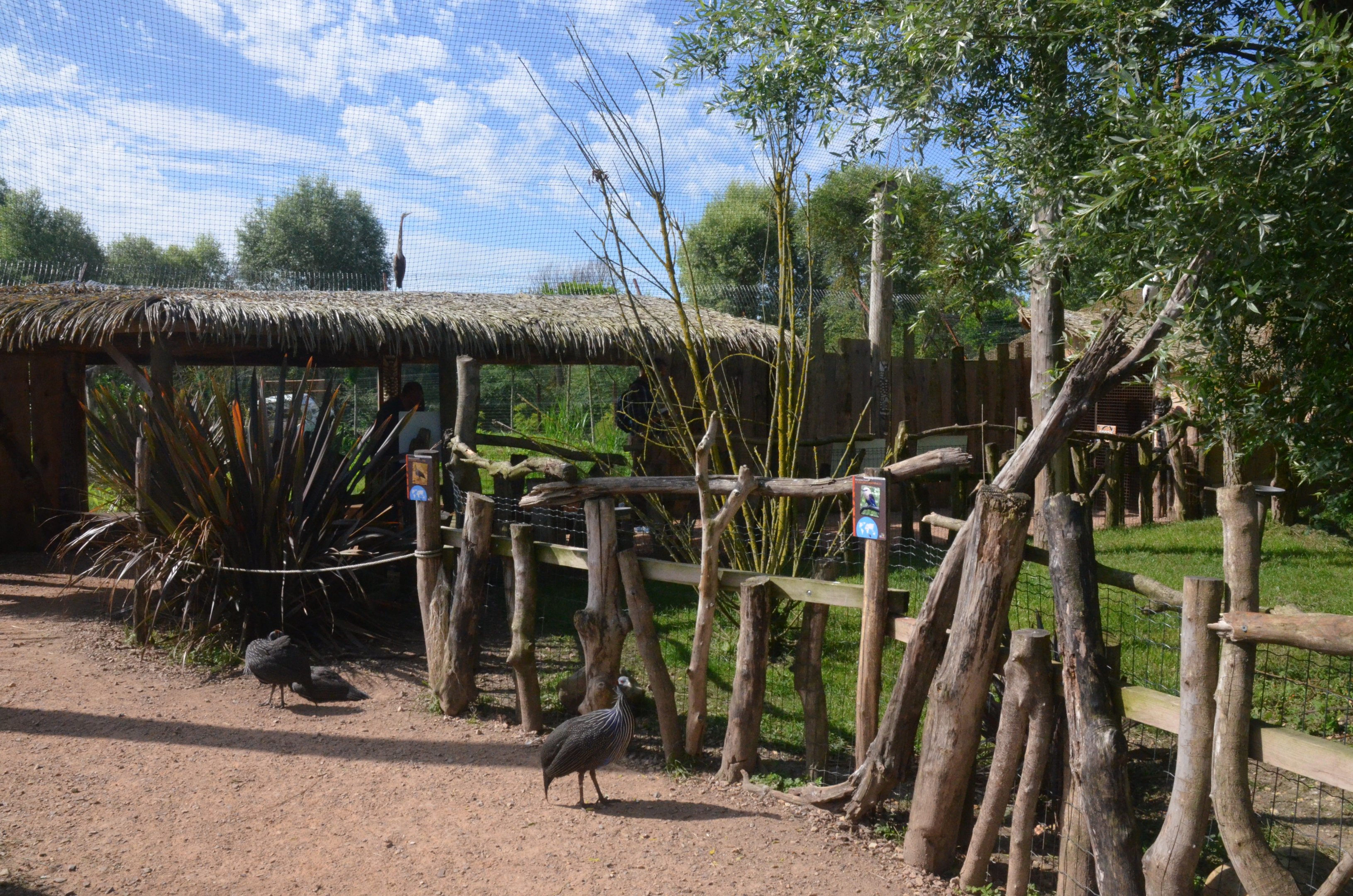African Aviary with Cheetah Viewing at Biotropica, 16/06/18