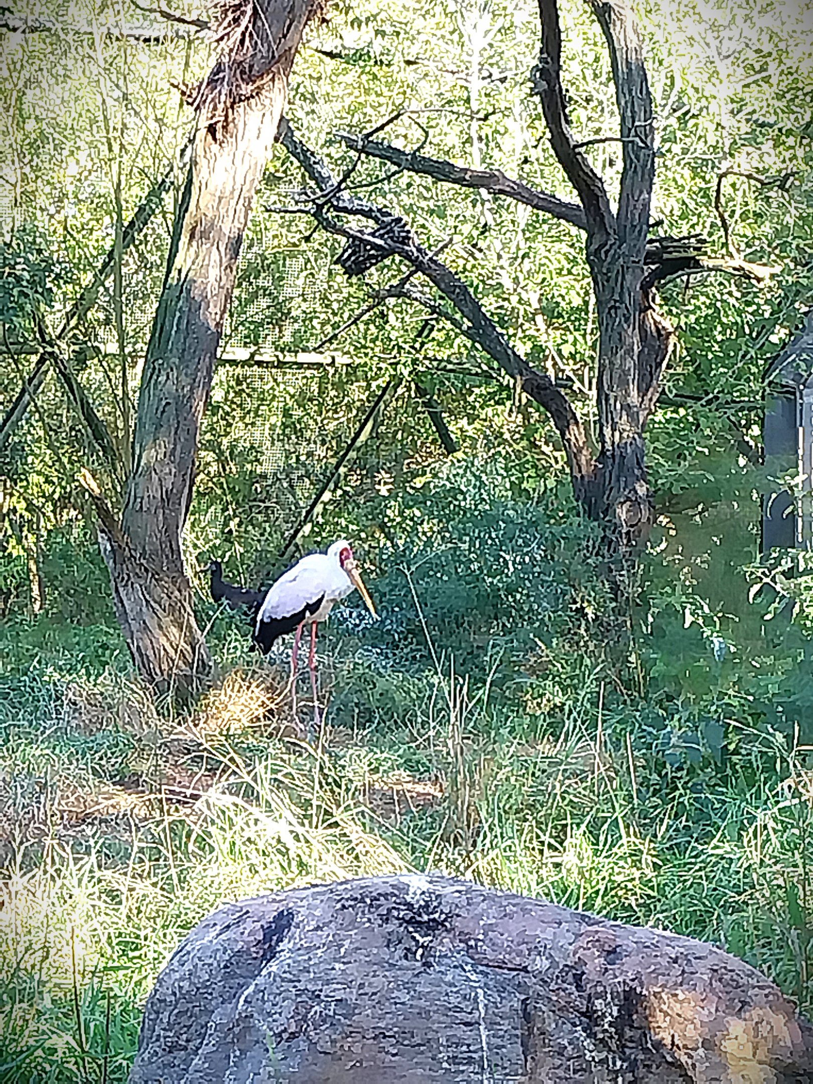African Aviary - Yellow-billed Stork (Mycteria ibis)