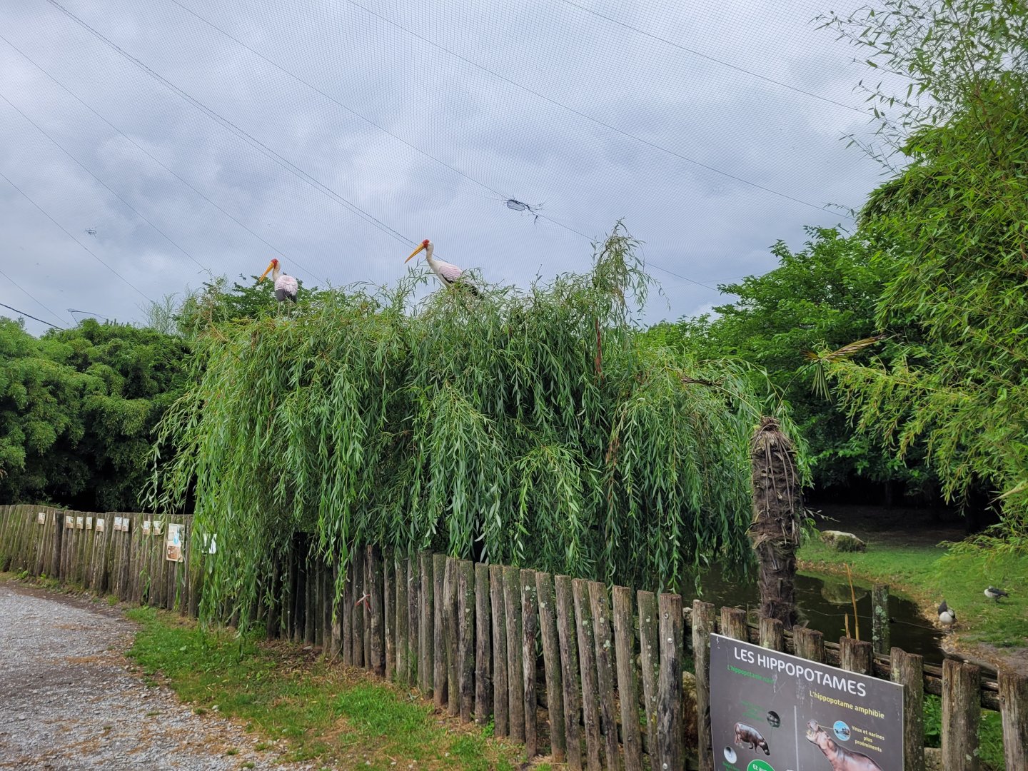 African aviary -Zoo du bassin d'Arcachon (2024)