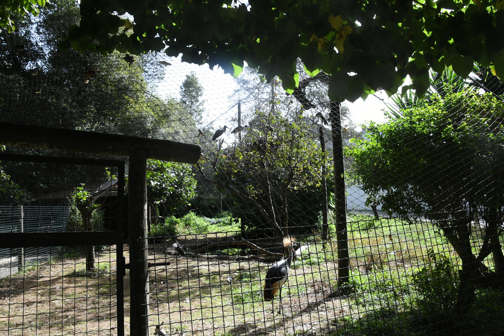 African Aviary (Zoo Lourosa)