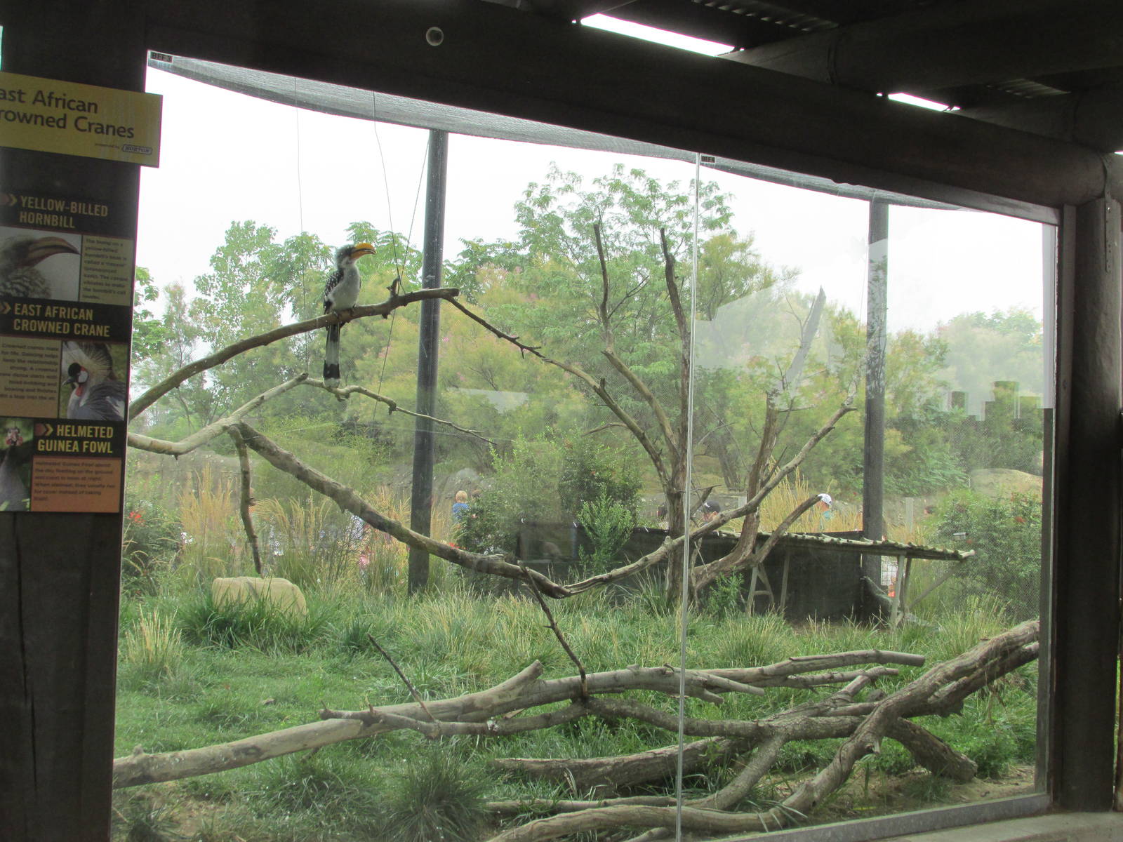 African Aviary