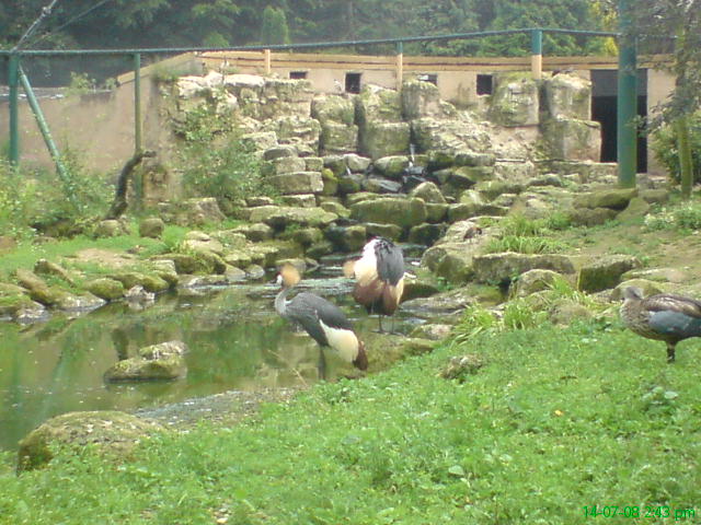 African aviary