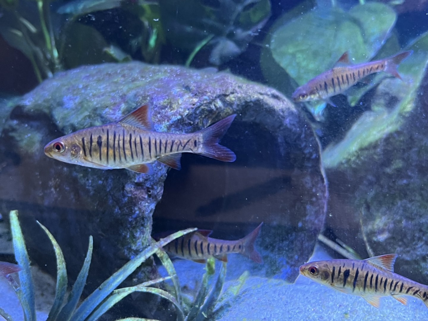 African Banded Barb (Enteromius fasciolatus)