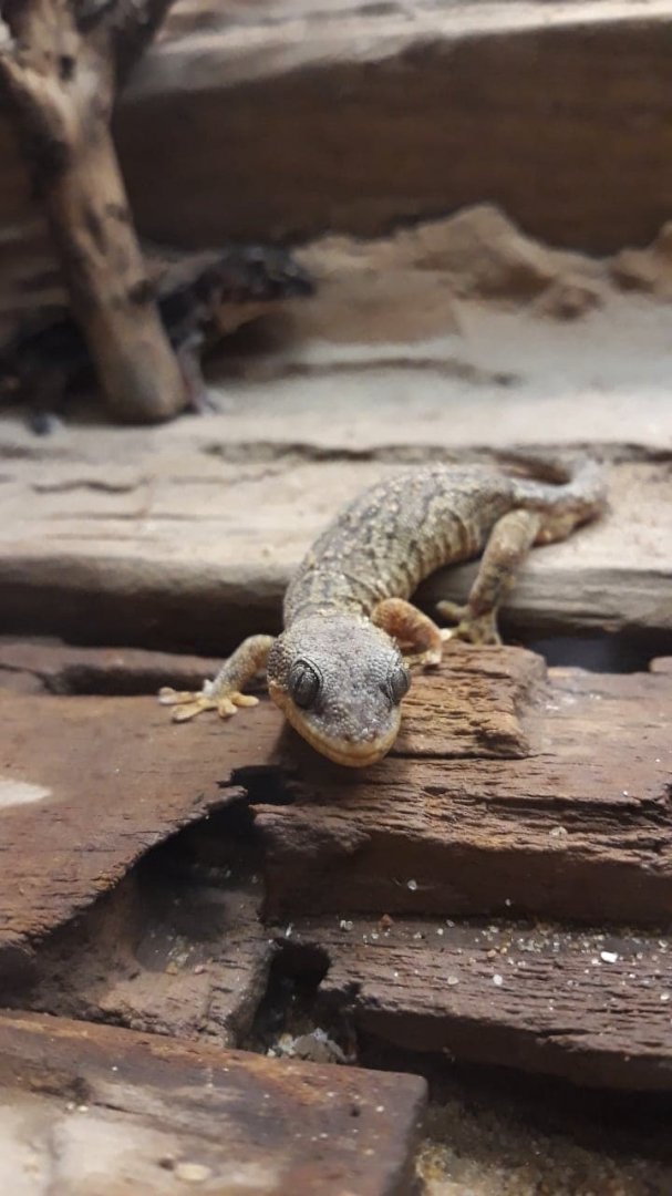 African banded velvet gecko (Homopholis fasciata)
