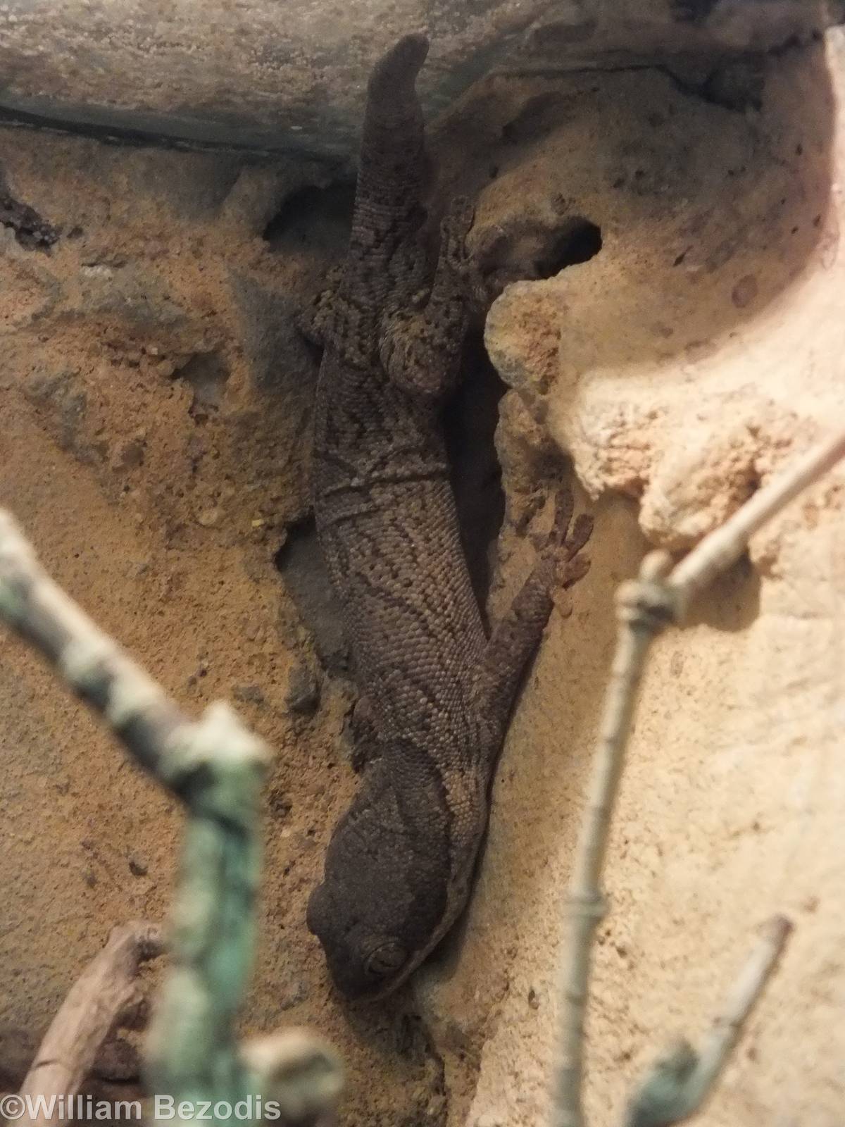 African Banded Velvet-gecko